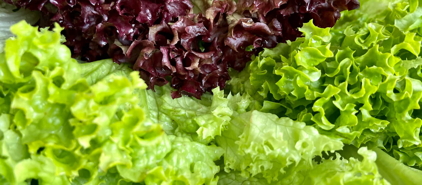 lettuce