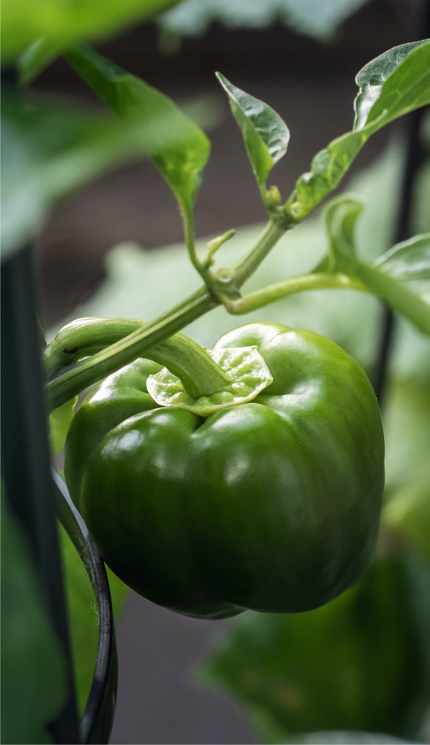 Capsicum