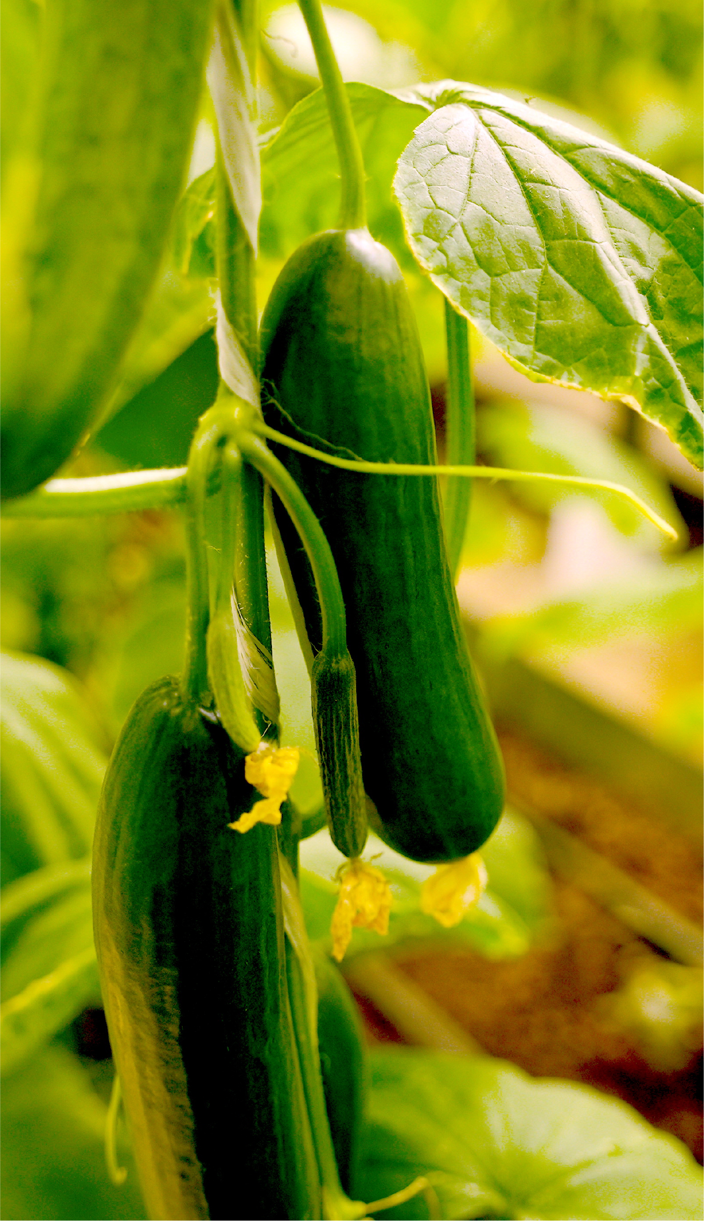Cucumber